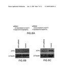 ATF4 As A Therapeutic Target In Alzheimers Disease And Other Neurological Disorders diagram and image