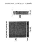 ATF4 As A Therapeutic Target In Alzheimers Disease And Other Neurological Disorders diagram and image