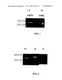 PROTEIN-BASED STREPTOCOCCUS PNEUMONIAE VACCINES diagram and image