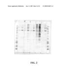 IDENTIFICATION OF PROTECTIVE ANTIGENIC DETERMINANTS OF PORCINE REPRODUCTIVE AND RESPIRATORY SYNDROME VIRUS AND USES THEREOF diagram and image