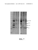 IDENTIFICATION OF PROTECTIVE ANTIGENIC DETERMINANTS OF PORCINE REPRODUCTIVE AND RESPIRATORY SYNDROME VIRUS AND USES THEREOF diagram and image