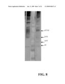 IDENTIFICATION OF PROTECTIVE ANTIGENIC DETERMINANTS OF PORCINE REPRODUCTIVE AND RESPIRATORY SYNDROME VIRUS AND USES THEREOF diagram and image