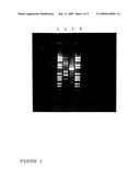 NEW STRAINS OF LACTOBACILLUS PARACASEI diagram and image