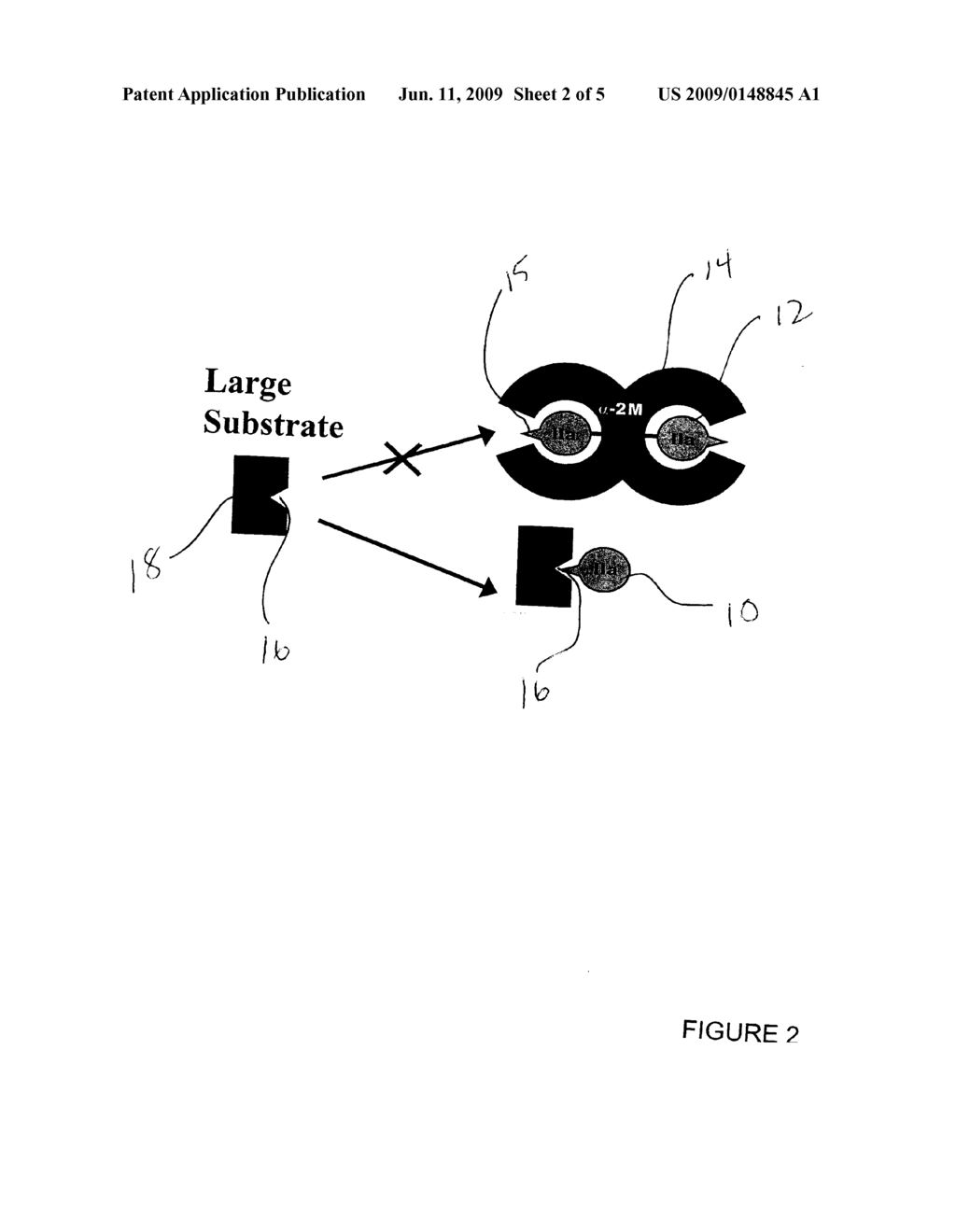 ENZYME MEASUREMENT ASSAY USING A MODIFIED SUBSTRATE COMPRISING A SUBSTRATE ATTACHED TO A MACROMOLECULE VIA A SPACER - diagram, schematic, and image 03