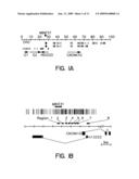 PITX2 Polynucleotide, Polypeptide and Methods of Use Therefor diagram and image