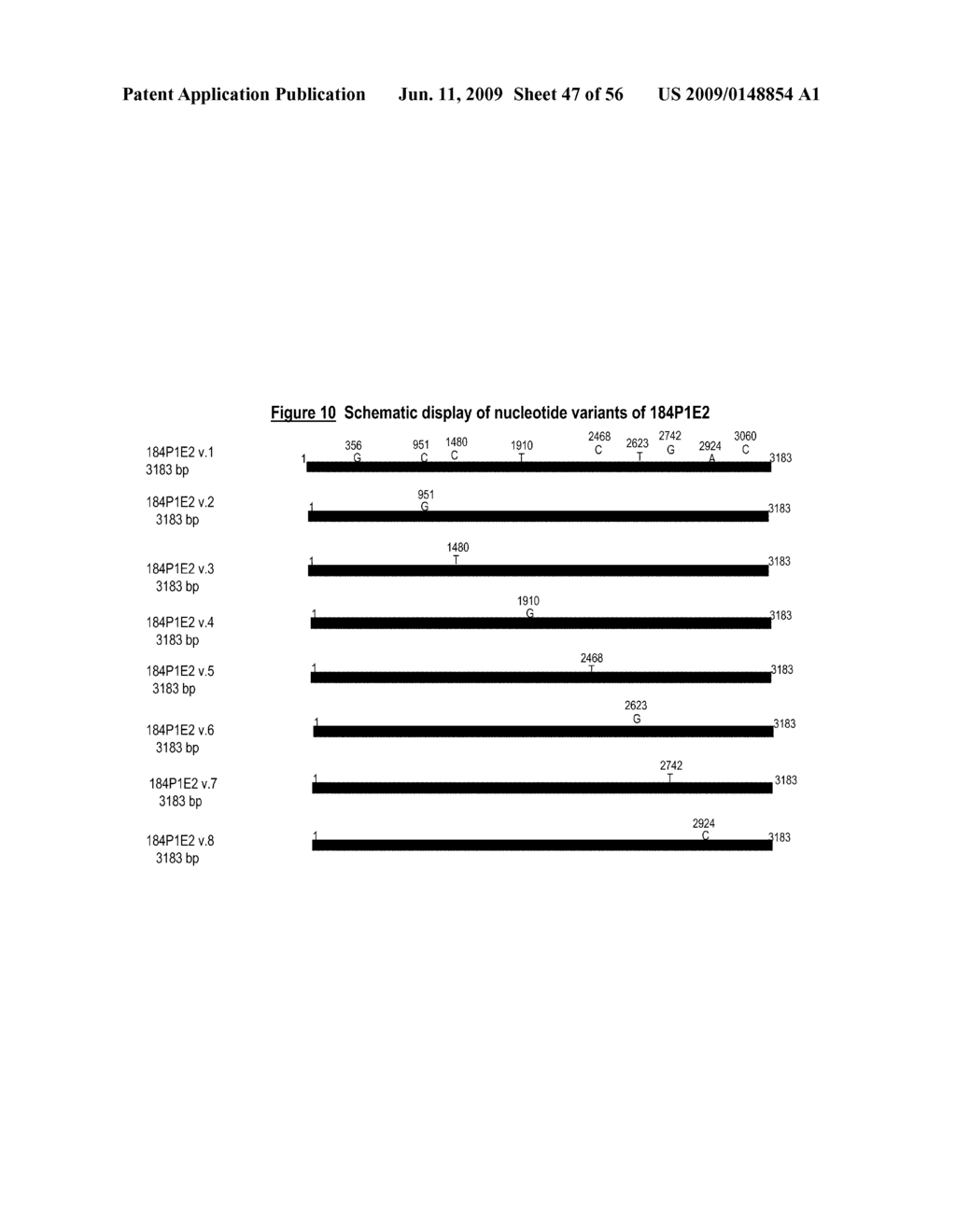 NUCLEIC ACID AND CORRESPONDING PROTEIN ENTITLED 184P1E2 USEFUL IN TREATMENT AND DETECTION OF CANCER - diagram, schematic, and image 48