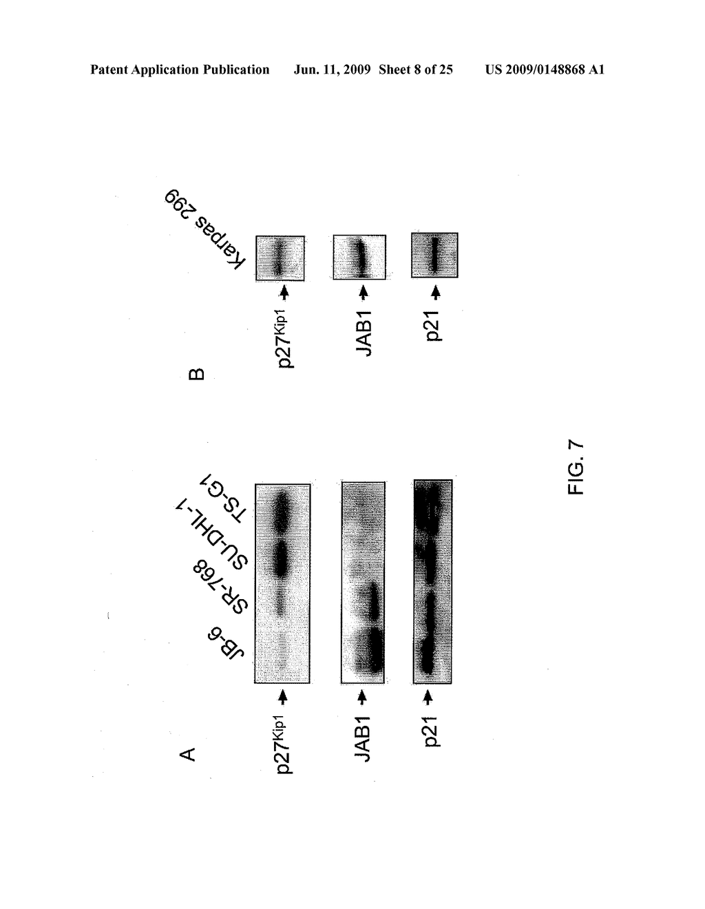 JAB1 AS A PROGNOSTIC MARKER AND A THERAPEUTIC TARGET FOR HUMAN CANCER - diagram, schematic, and image 09