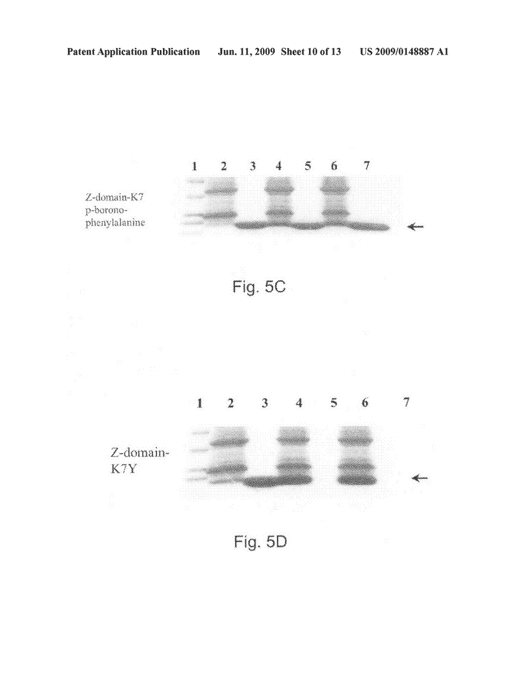 GENETICALLY ENCODED BORONATE AMINO ACID - diagram, schematic, and image 11