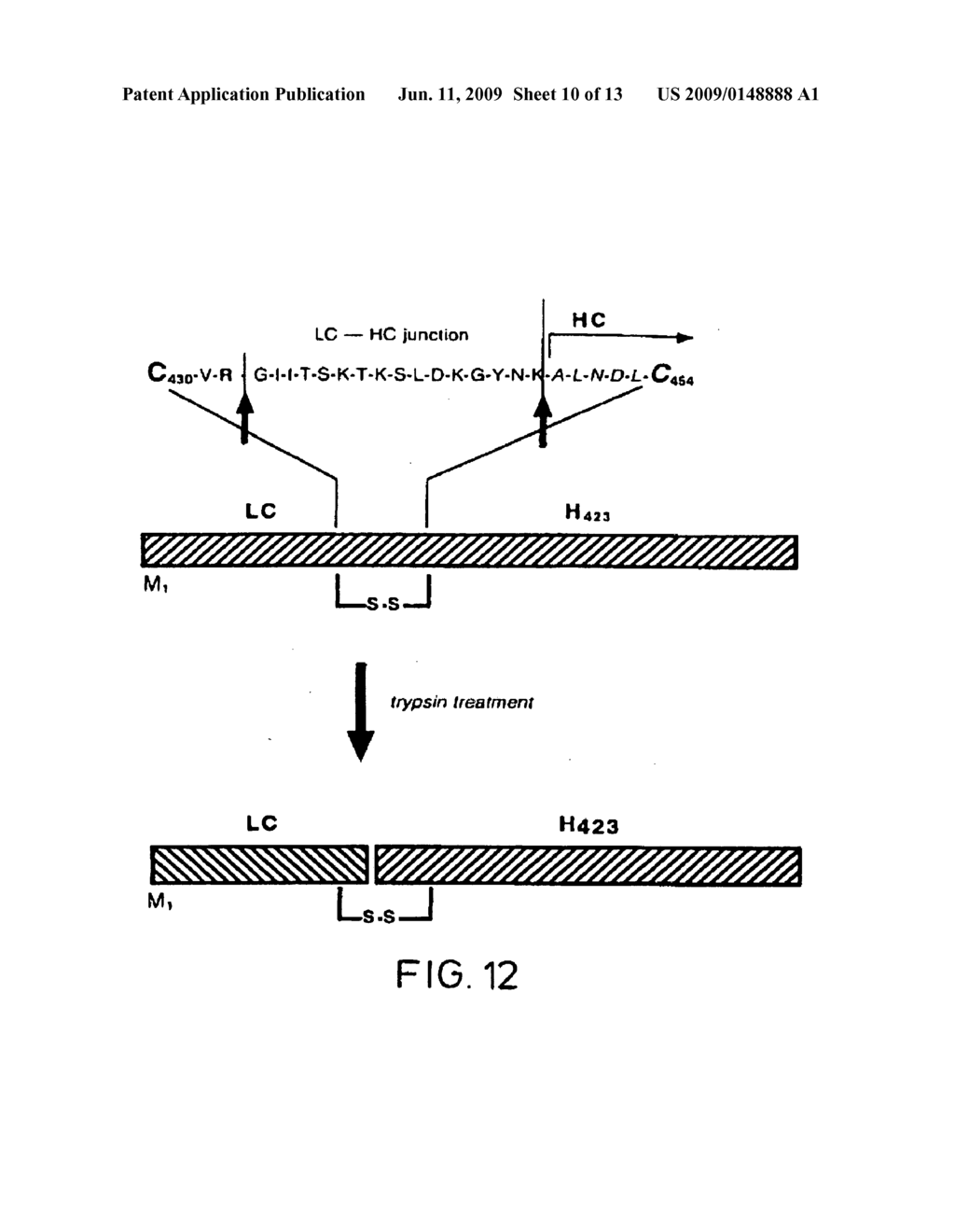 RECOMBINANT TOXIN FRAGMENTS - diagram, schematic, and image 11