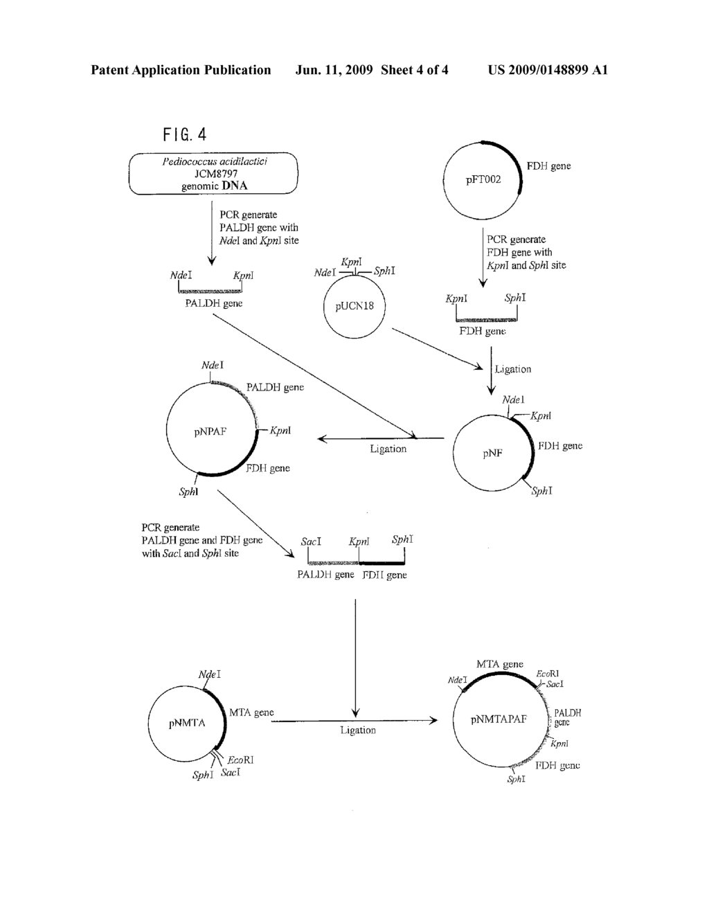 METHOD FOR PRODUCING OPTICALLY-ACTIVE AMINE COMPOUND, RECOMBINANT VECTOR, AND TRANSFORMANT CONTAINING THE VECTOR - diagram, schematic, and image 05