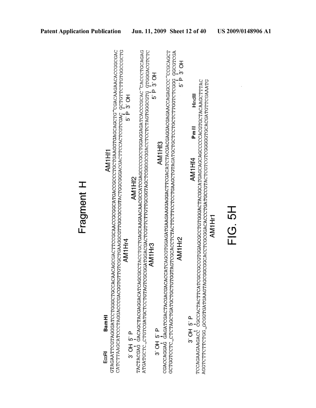 OPTIMIZED MESSENGER RNA - diagram, schematic, and image 13