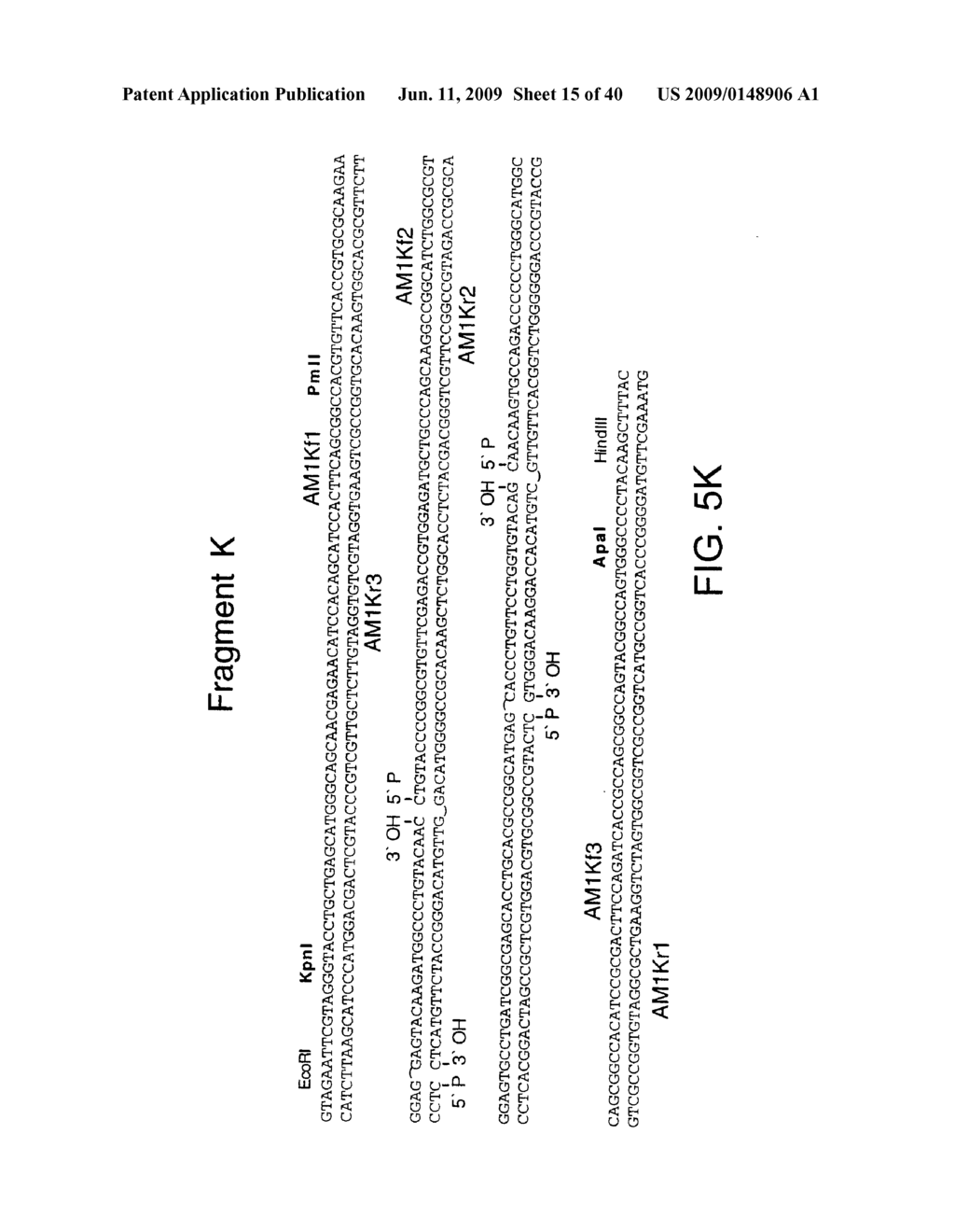 OPTIMIZED MESSENGER RNA - diagram, schematic, and image 16