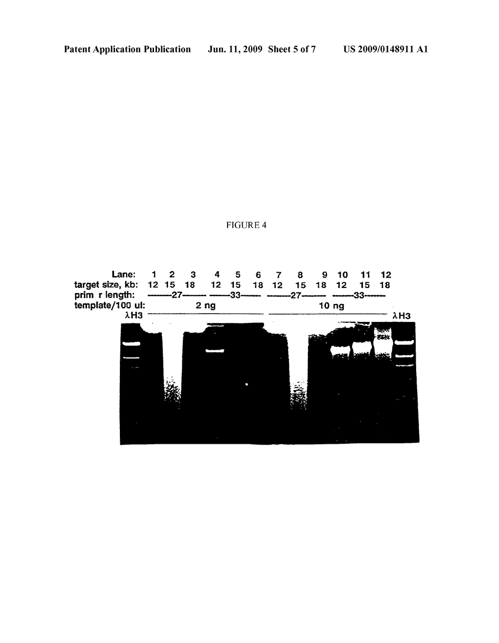 DNA POLYMERASES WITH ENHANCED LENGTH OF PRIMER EXTENSION - diagram, schematic, and image 06