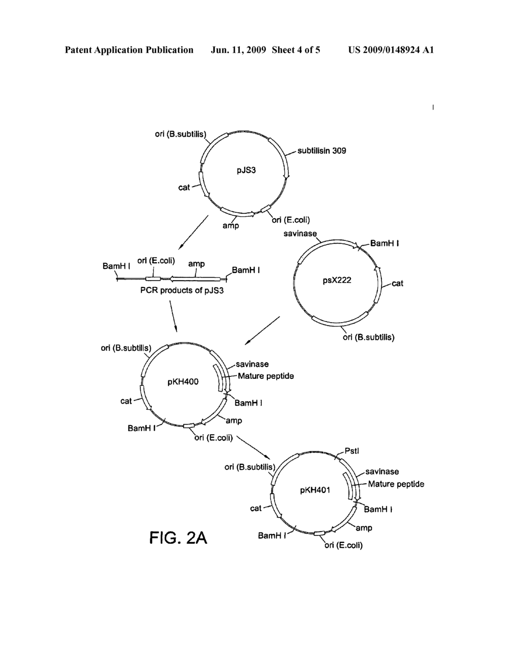 PROTEASES AND VARIANTS THEREOF - diagram, schematic, and image 05