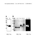 NOVEL FLUORESCENT PROTEINS FROM AEQUOREA COERULSCENS AND METHODS FOR USING SAME diagram and image