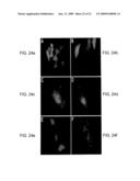 NOVEL FLUORESCENT PROTEINS FROM AEQUOREA COERULSCENS AND METHODS FOR USING SAME diagram and image