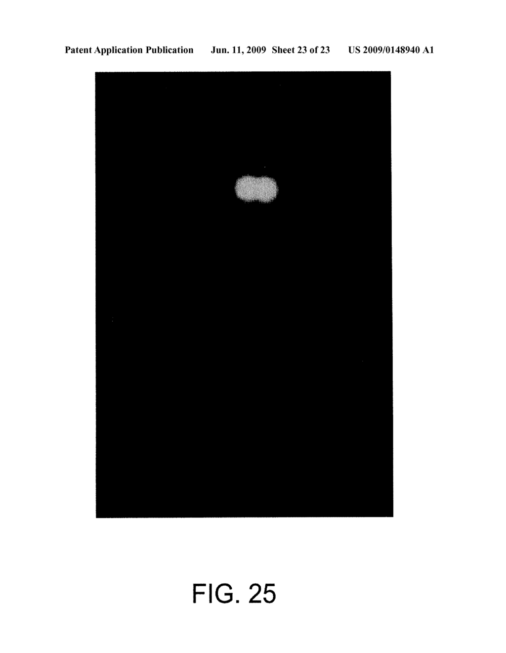 NOVEL FLUORESCENT PROTEINS FROM AEQUOREA COERULSCENS AND METHODS FOR USING SAME - diagram, schematic, and image 24