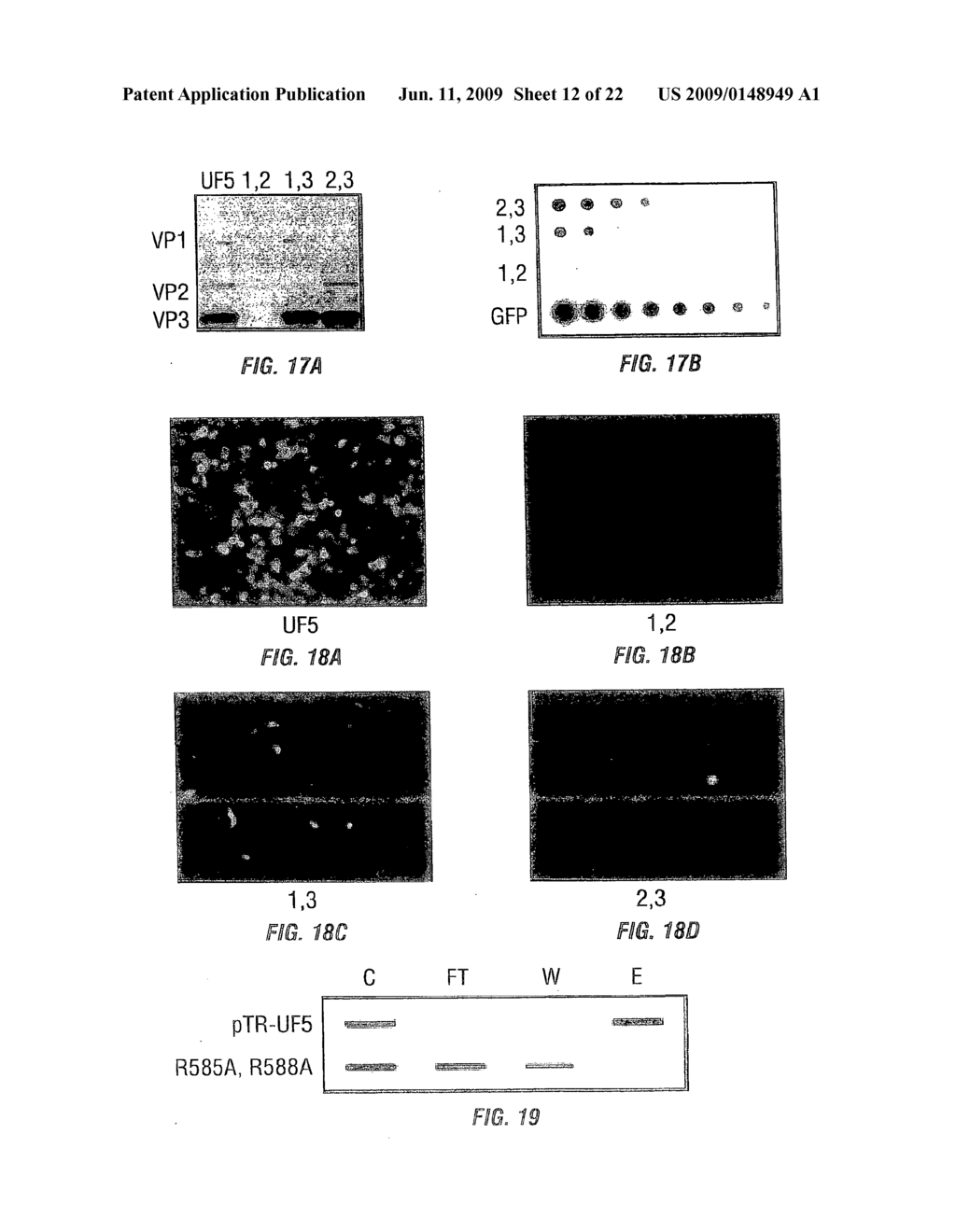 rAAV Expression Systems and Methods of Use - diagram, schematic, and image 13