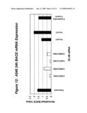 RNA INTERFERENCE MEDIATED TREATMENT OF ALZHEIMER S DISEASE USING SHORT INTERFERING NUCLEIC ACID (siNA) diagram and image