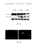 COMPOUNDS AND COMPOSITIONS FOR TREATING NEURONAL DEATH OR NEUROLOGICAL DYSFUNCTION diagram and image