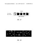 COMPOUNDS AND COMPOSITIONS FOR TREATING NEURONAL DEATH OR NEUROLOGICAL DYSFUNCTION diagram and image