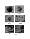 Modified ES cells and ES cell-specific genes diagram and image