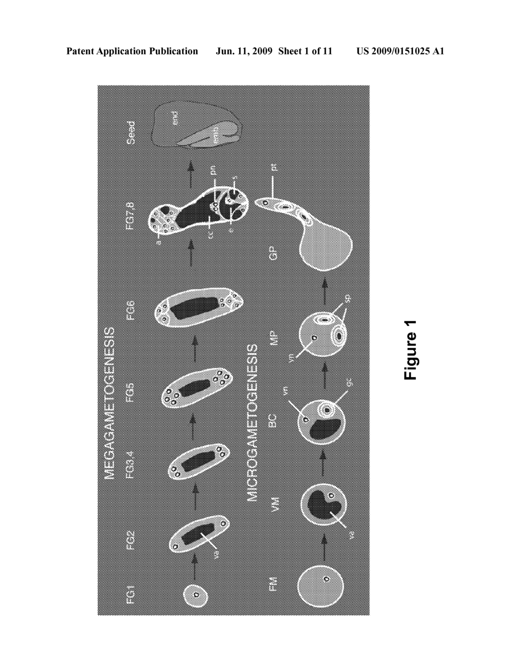 Indeterminate Gametophyte 1 (ig1), Mutations of ig1, Orthologs of ig1, and Uses Thereof - diagram, schematic, and image 02