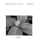 HYDRANGEA MACROPHYLLA PLANT NAMED  PIIHM-I  diagram and image