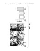 COMPOSITIONS AND METHODS FOR BONE STRENGTHENING diagram and image