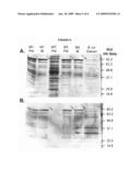 MUTANTS OF LYSINE DECARBOXYLASE, VACCINES FOR PERIODONTITIS, AND METHODS OF USE diagram and image