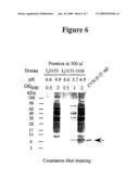 Modified Cyanovirin-N Polypeptide diagram and image