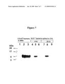 Modified Cyanovirin-N Polypeptide diagram and image