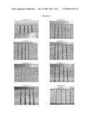 ORIENTED POLYMER COMPOSITION WITH A DEORIENTED SURFACE LAYER diagram and image