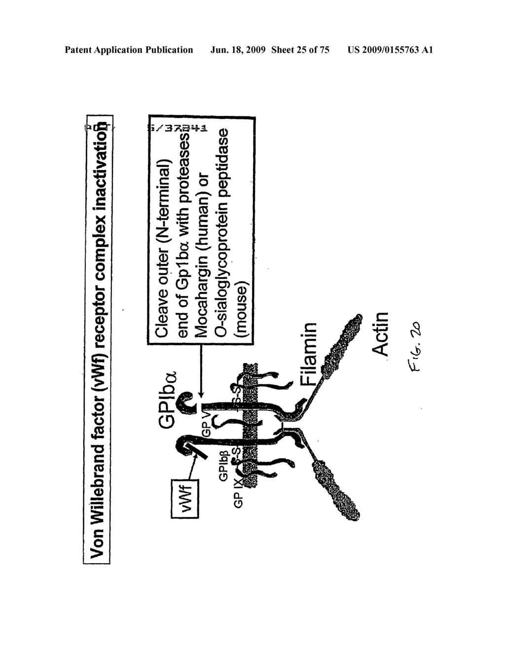 COMPOSITIONS AND METHODS FOR PROLONGING SURVIVAL OF PLATELETS - diagram, schematic, and image 26