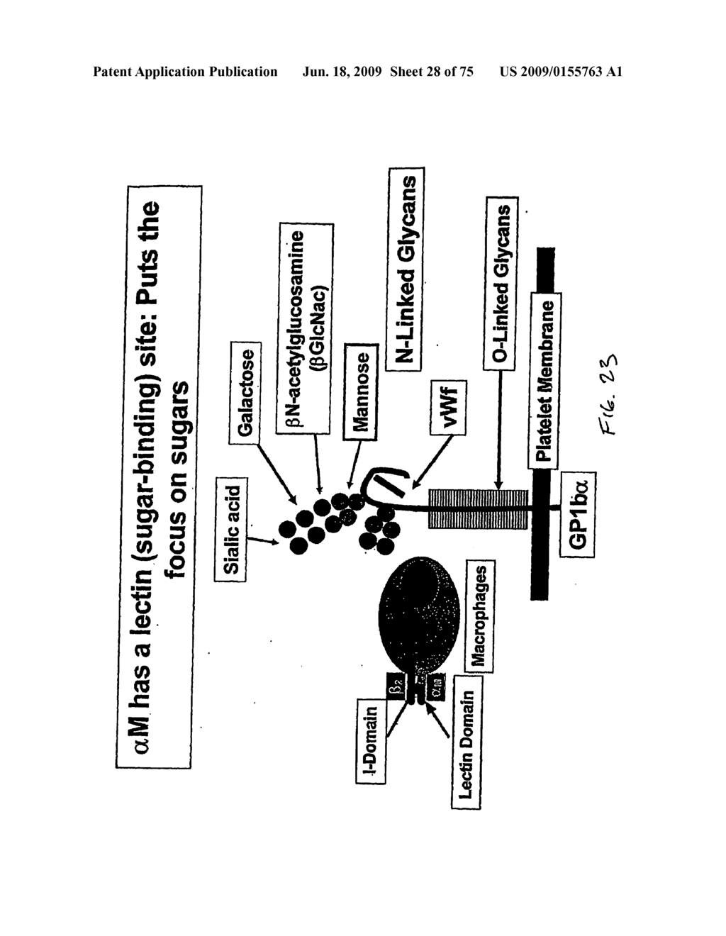 COMPOSITIONS AND METHODS FOR PROLONGING SURVIVAL OF PLATELETS - diagram, schematic, and image 29