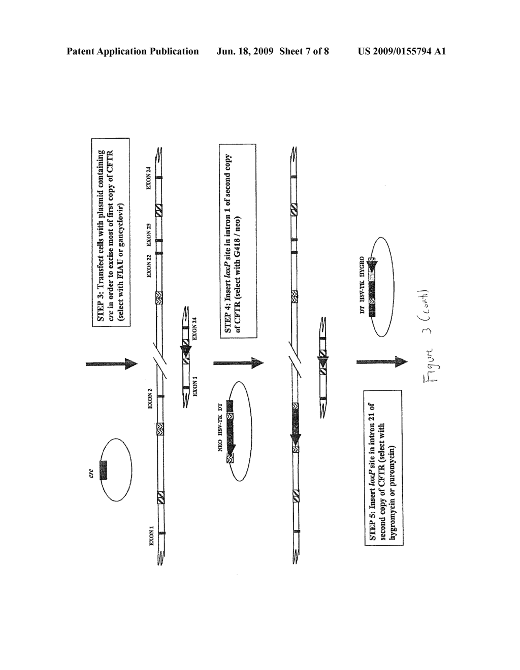 CLONING MULTIPLE CONTROL SEQUENCES INTO CHROMOSOMES OR INTO ARTIFICIAL CENTROMERES - diagram, schematic, and image 08