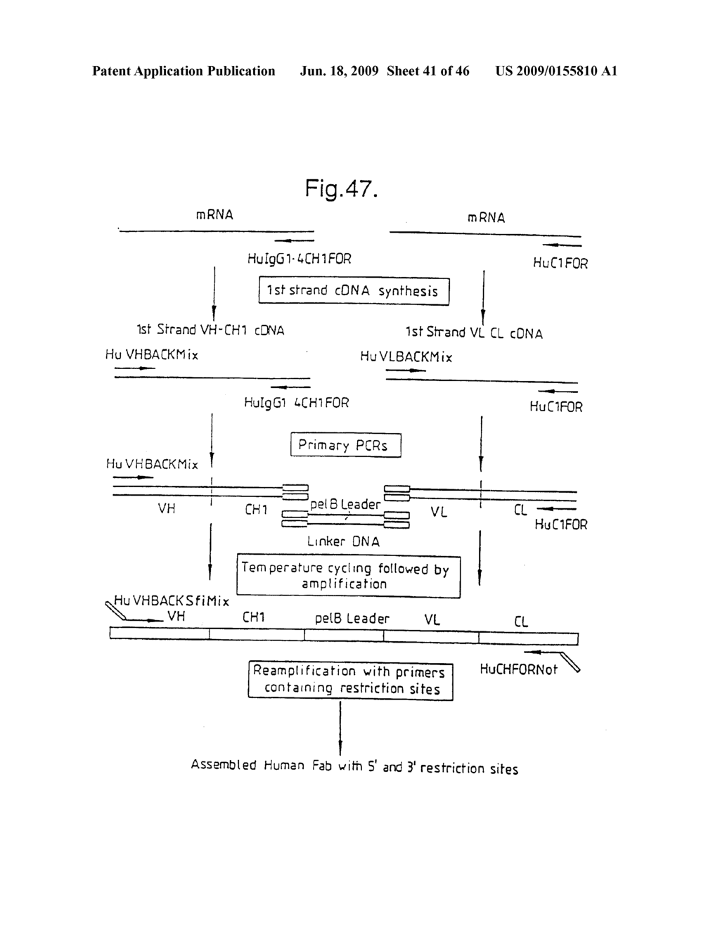 METHODS FOR PRODUCING MEMBERS OF SPECIFIC BINDING PAIRS - diagram, schematic, and image 42