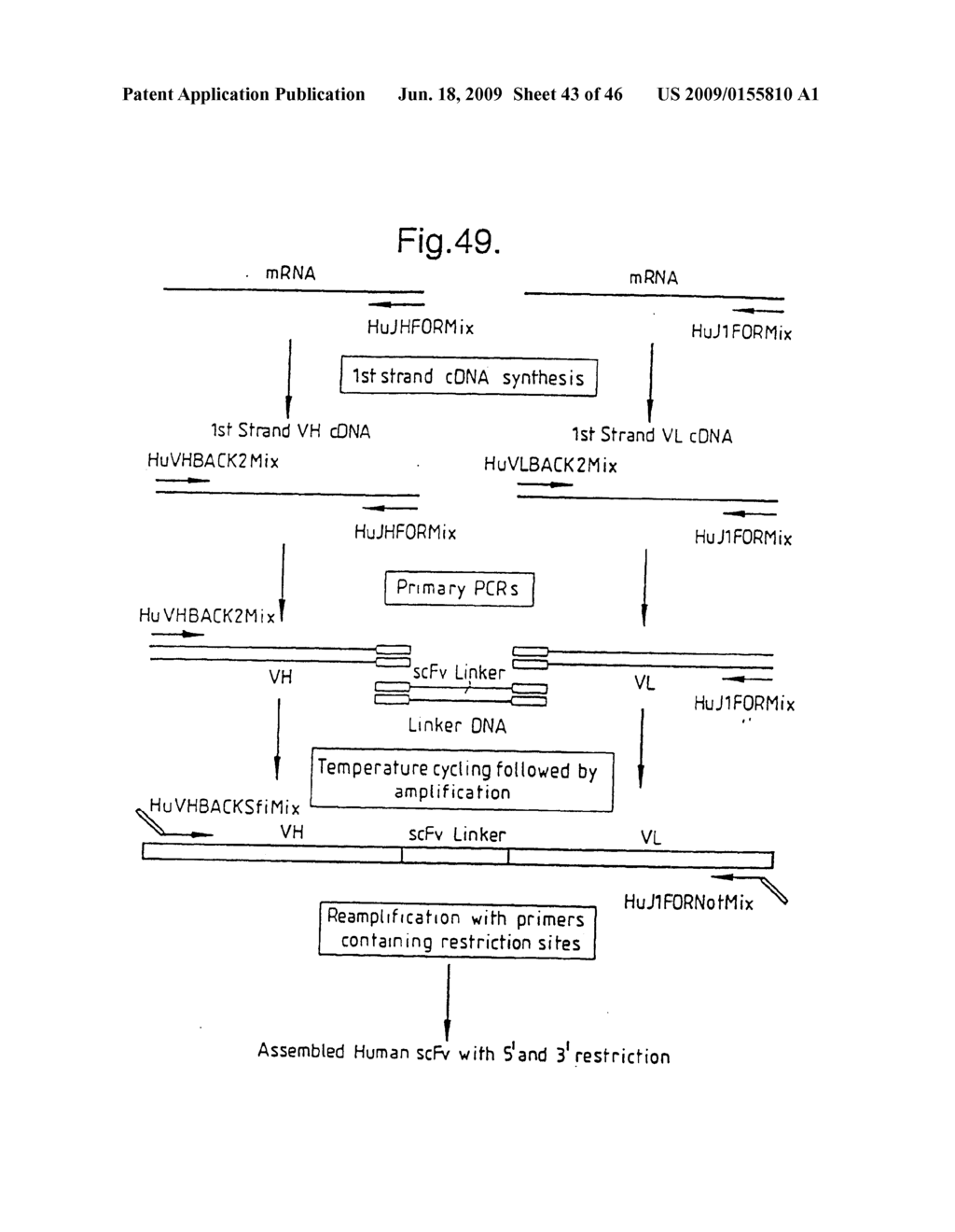 METHODS FOR PRODUCING MEMBERS OF SPECIFIC BINDING PAIRS - diagram, schematic, and image 44