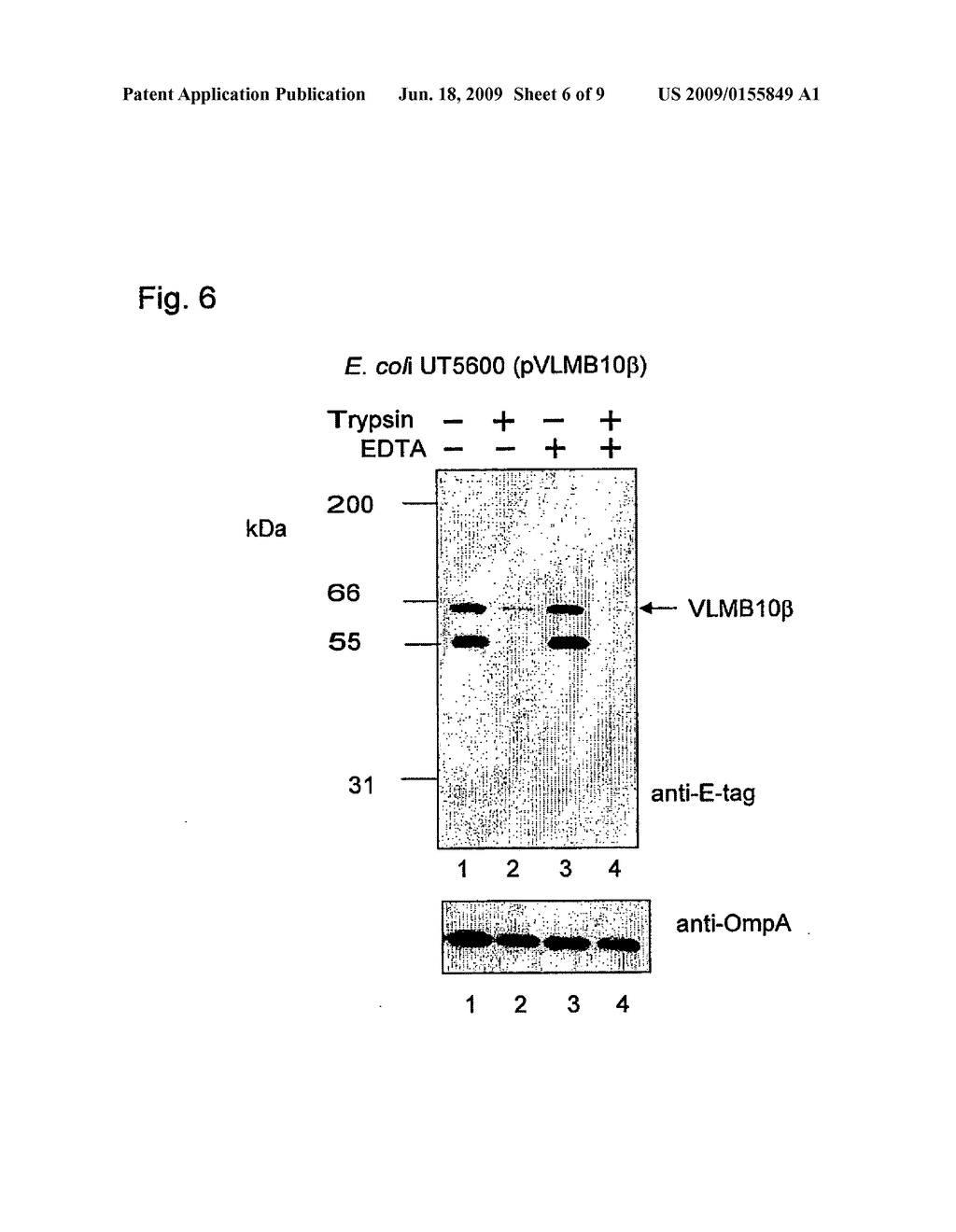 GENERATION OF SPECIFIC ADHESION IN GRAM-NEGATIVE BACTERIA BY MEANS OF ANCHORING IMMUNOGLOBULIN SINGLE DOMAINS ON THEIR SURFACE WITH AUTOTRANSPORTERS - diagram, schematic, and image 07