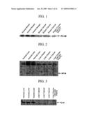 Human Cancer Suppressor Gene, Protein Encoded Therein, Expression Vector Containing The Same, And Cell Transformed By The Vector diagram and image