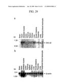 Human Cancer Suppressor Gene, Protein Encoded Therein, Expression Vector Containing The Same, And Cell Transformed By The Vector diagram and image