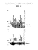 Human Cancer Suppressor Gene, Protein Encoded Therein, Expression Vector Containing The Same, And Cell Transformed By The Vector diagram and image