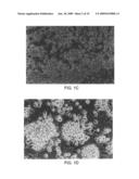 METHOD FOR PRODUCING DENDRITIC CELLS diagram and image