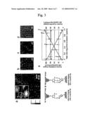 Method for analyzing nucleobases on a single molecular basis diagram and image