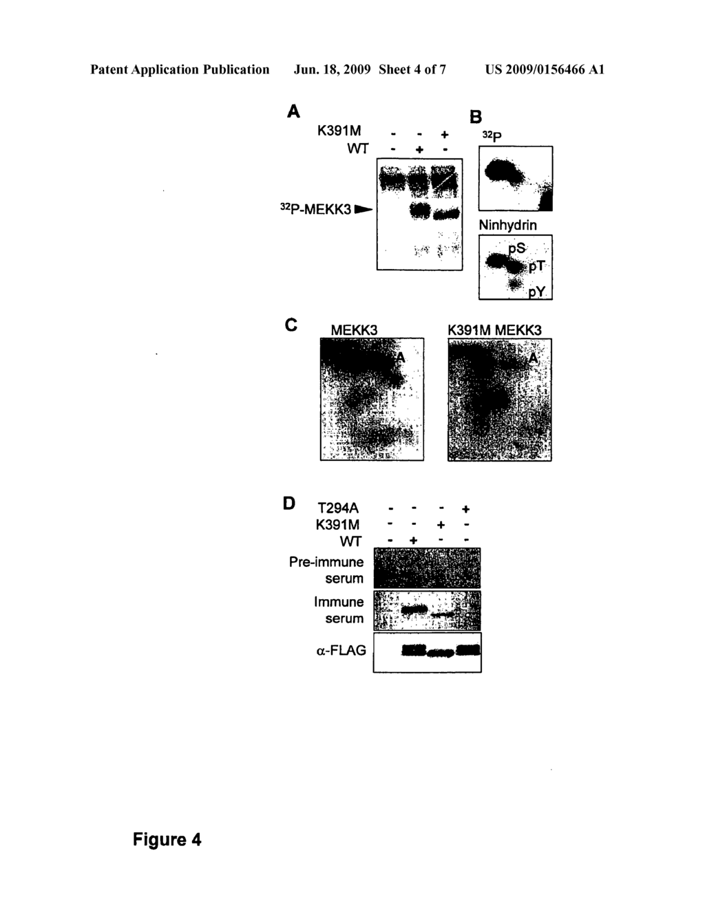 Characterization of a MEKK binding site and uses thereof - diagram, schematic, and image 05