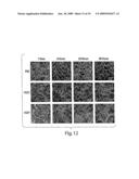 Compositions and Methods for Regulating Inflammatory Responses diagram and image