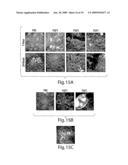 Compositions and Methods for Regulating Inflammatory Responses diagram and image