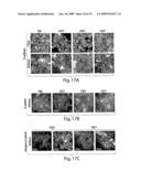 Compositions and Methods for Regulating Inflammatory Responses diagram and image