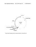 METHOD FOR COUPLING KERATIN-BINDING POLYPEPTIDES WITH EFFECTOR MOLECULES WHICH SUPPORT CARBOXYLIC GROUPS OR SULFONIC ACID GROUPS diagram and image