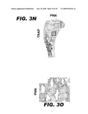 USE OF NOTCH SIGNALING REGULATORS FOR MODULATING OSTEOGENESIS diagram and image